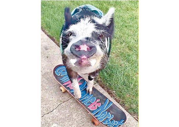 聰明寵物豬 學識踩滑板