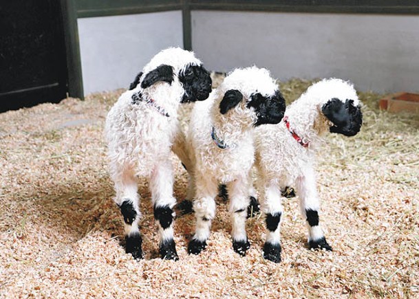 3瓦萊黑鼻羊BB  觀光農場會客