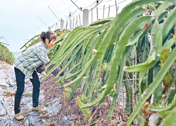 陝西村宣稱損市容  禁帶藤類插杆式栽種