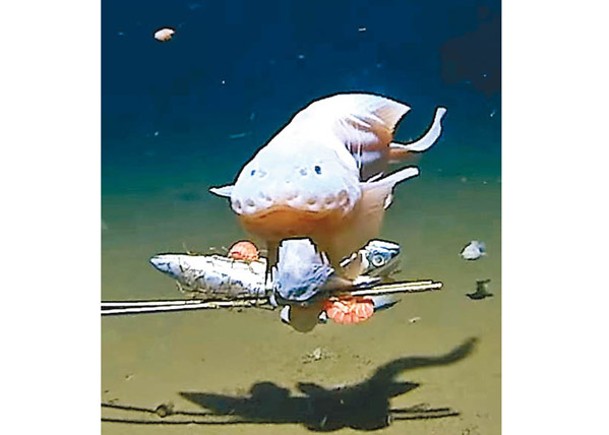 日海溝揭蝸牛魚出沒8336米下深處