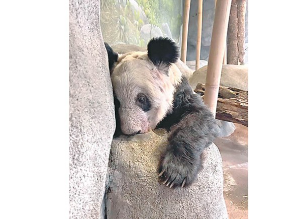 旅美大熊貓將完約  民眾不得直播