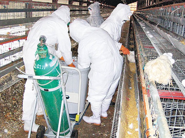 禽流感肆虐日本，大批家禽遭撲殺。