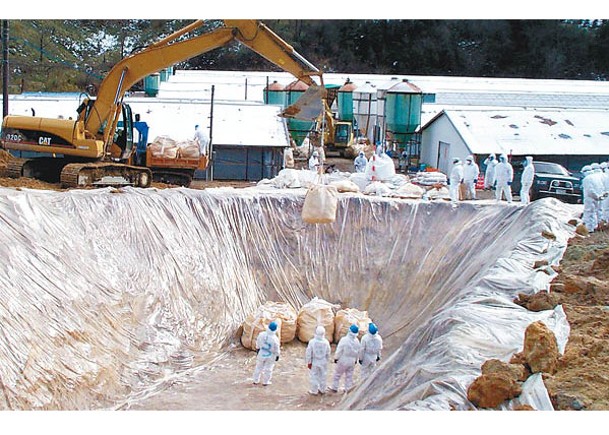 日本缺乏足夠土地掩埋家禽屍體。（Getty Images圖片）