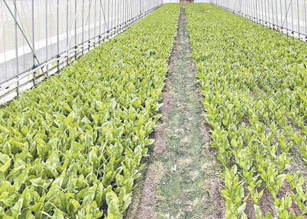 松下控股成功研發農作物生長劑，有望增加農產量。