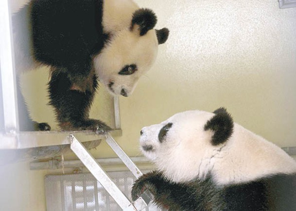 旅居法國兩大熊貓 租期延至2027年