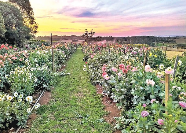 澳洲：漢斯福德的農場培育出新的大麗花品種。