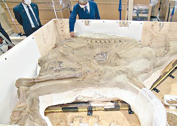 日本公開恐龍木乃伊化石