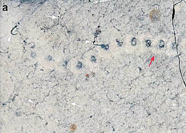 霍氏串珠揭14.8億年前實現宏體化