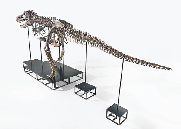 巨型暴龍化石為複合骨架。