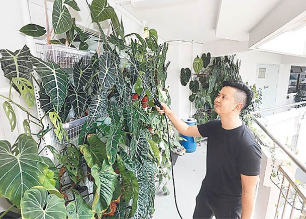 兩年種逾50植物  家門外添綠色牆