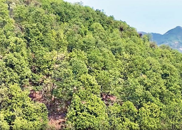 南盤江國有林場發現野生紅豆樹種群。