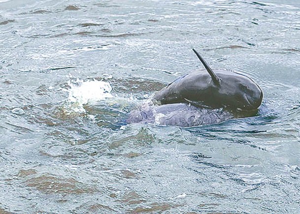 保護基地誕江豚  增至12成員