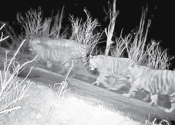 紅外線相機拍攝到野生東北虎。
