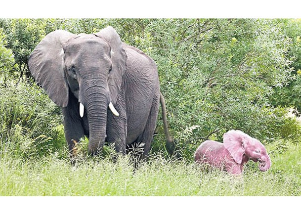 粉紅小象（右）出現於保護區。