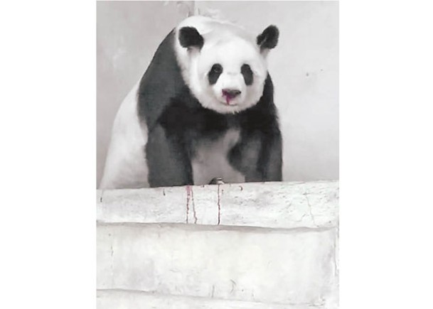 大熊貓關注度升溫  官方籲勿網絡看診