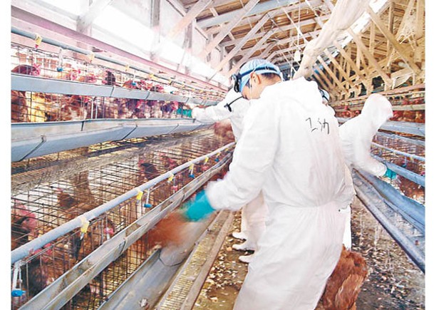 禽流感導致短缺  東京公司抽籤買雞蛋