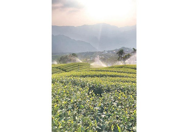 好茶來自嘉義縣梅山鄉瑞峰茶區。