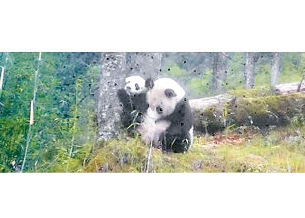 大熊貓幼崽拒上課