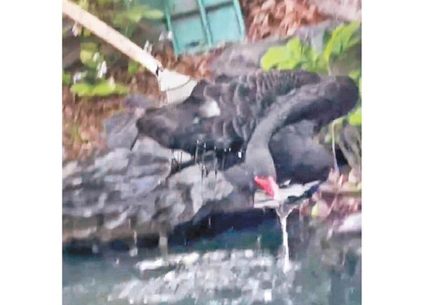 北京：圓明園工作人員打撈死亡黑天鵝「芳芳」的遺體。