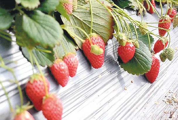 利用螞蚱糞種植的草莓又大又甜。