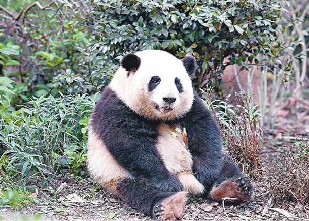 大熊貓界女星和花  獲註冊商標