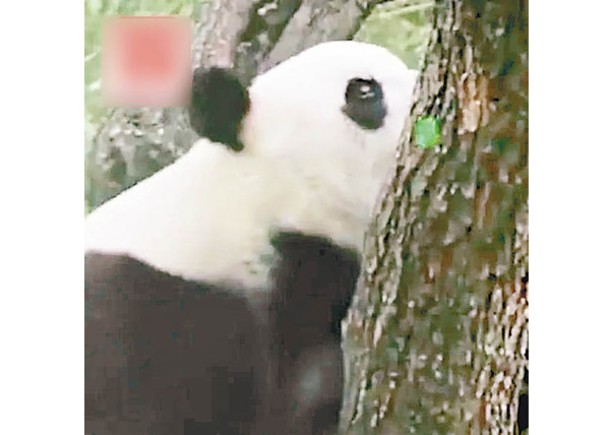 有遊客使用激光筆照射大熊貓「白天」。