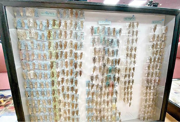 昆蟲標本數量繁多。（中時電子報圖片）