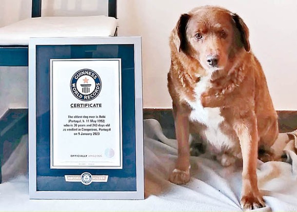 博維獲認證為全球最長壽犬隻。