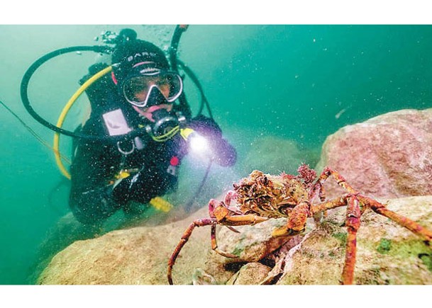 礁石大減 放牡蠣 貽貝 救生態