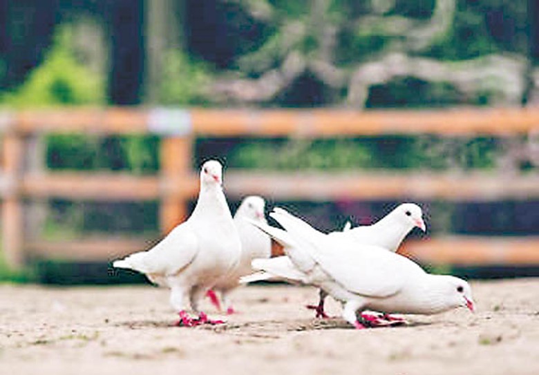 鴿子糞中含有隱球菌。