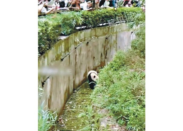 向大熊貓潑水 男子永久禁入園