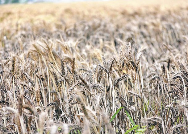 持續降雨  河南撥2.2億烘乾小麥