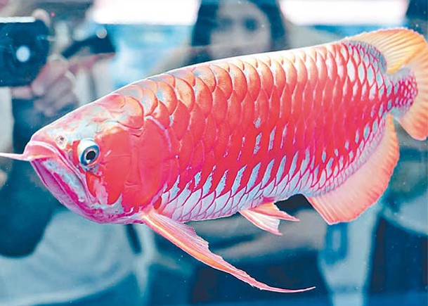 水族界奧斯卡奪冠  紅龍魚售119萬