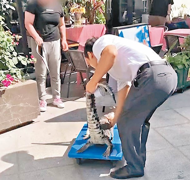 深圳市野生動物園派人檢走鱷魚屍體。
