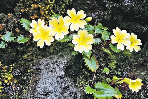 四川野生動植物資源極為豐富，圖為臥龍報春花。