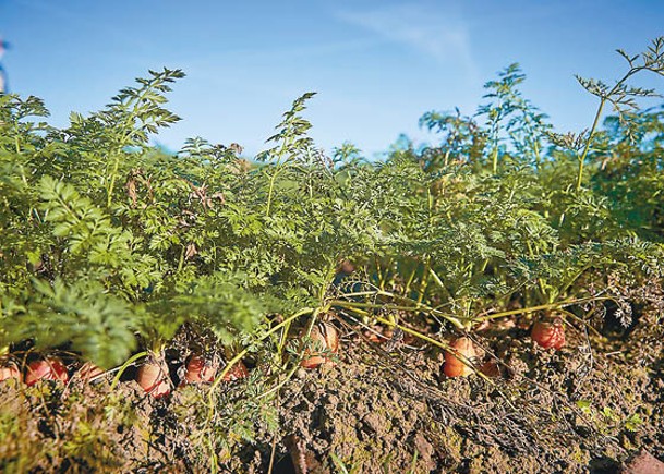 法國多個環保組織控告政府在執行農藥使用規例上有疏忽。（Getty Images圖片）