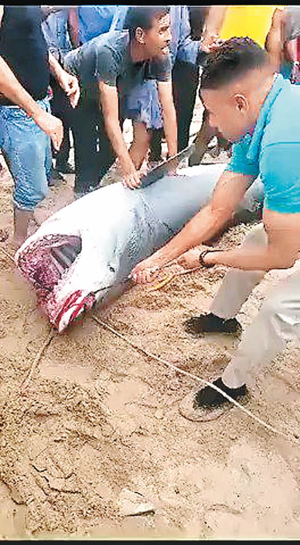 民眾合力捕獲鯊魚。