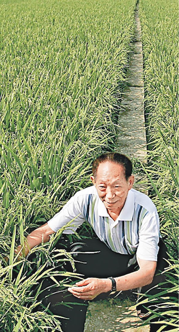 袁隆平被譽為「雜交水稻之父」。