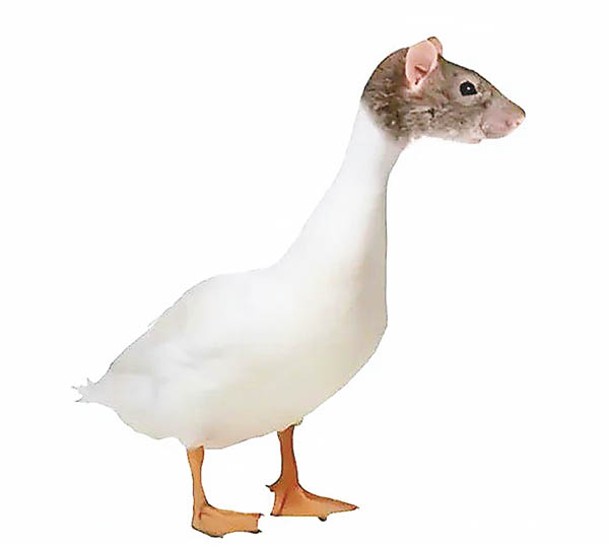 有網民把老鼠頭配上鴨身諷刺食安事件。