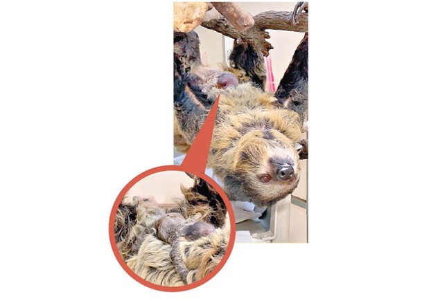俄亥俄州動物園樹懶近日誕下幼崽（圓圖示）。