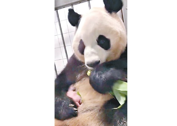 大熊貓保護研究中心澄清華妮沒受虐。