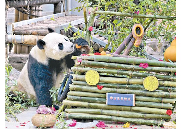 有網民估計大便主人是山東濟南動物園的大熊貓雅吉（圖）。（中新社圖片）