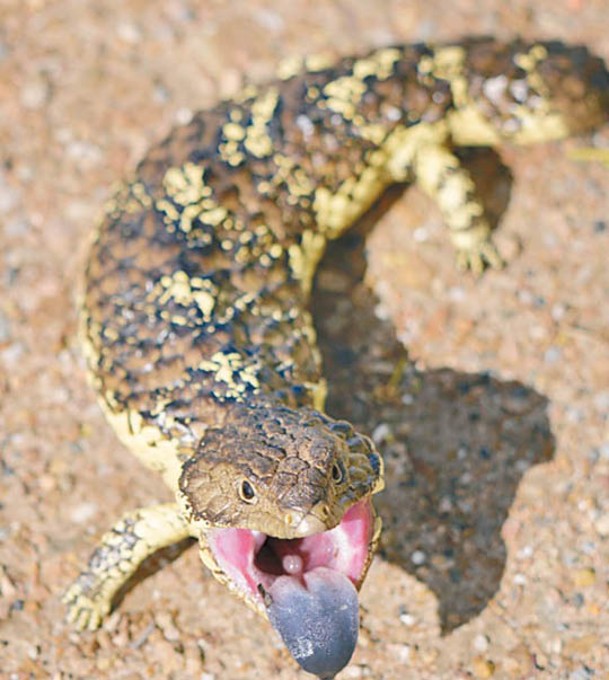 藍舌蜥蜴的外貌與Tiliqua frangens最貼近。