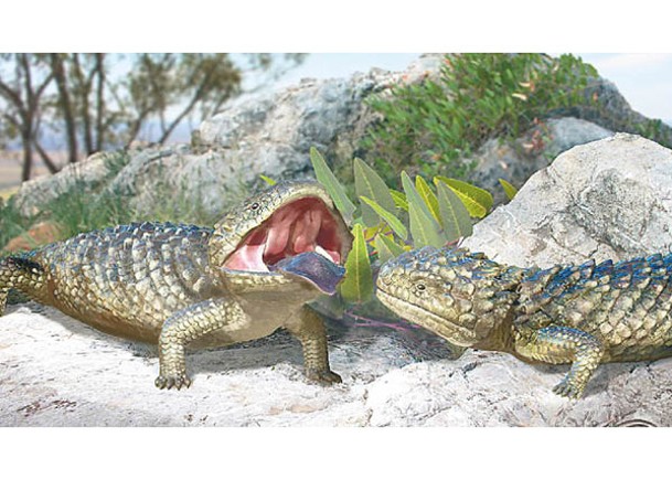 南澳發現滅絕巨蜥化石