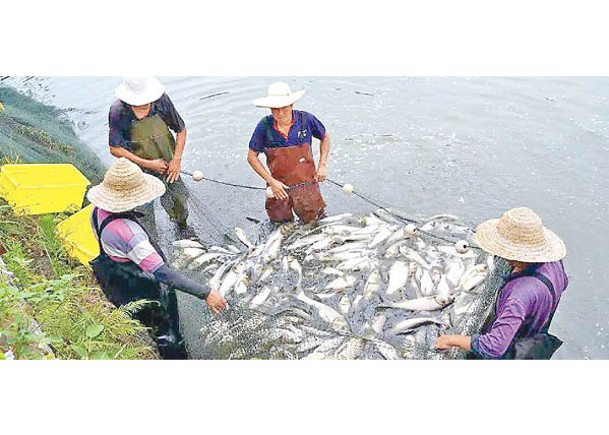 學府舉行打魚節 撈1.55噸烹佳餚