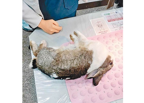 受傷兔子獲送往動物醫院救治。