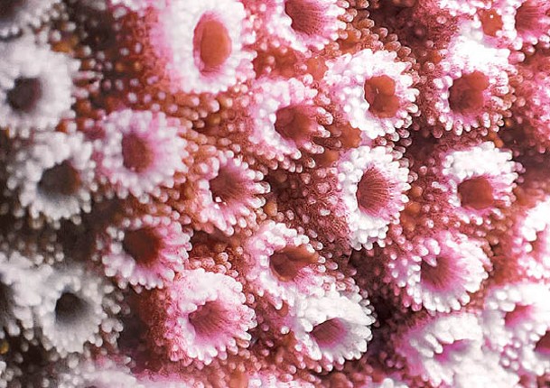 珊瑚形態各異。