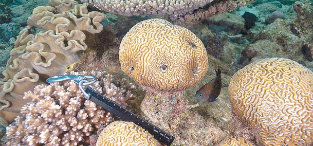 澳洲相信仍有部分珊瑚品種未被記錄。