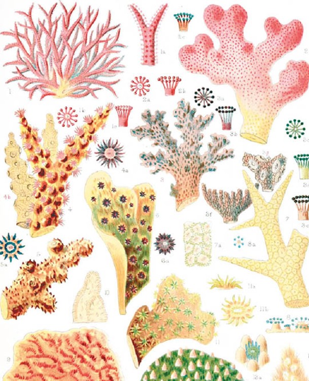 古人曾畫出多種珊瑚。