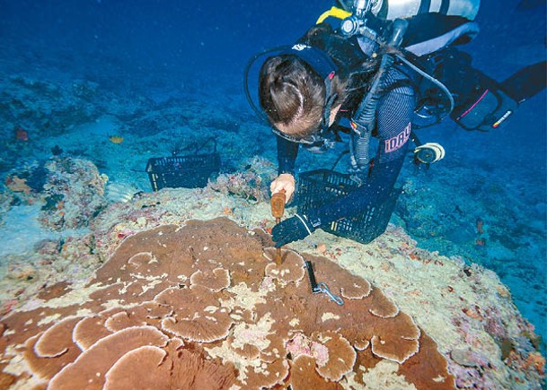 海洋科學家採集不少珊瑚樣本。